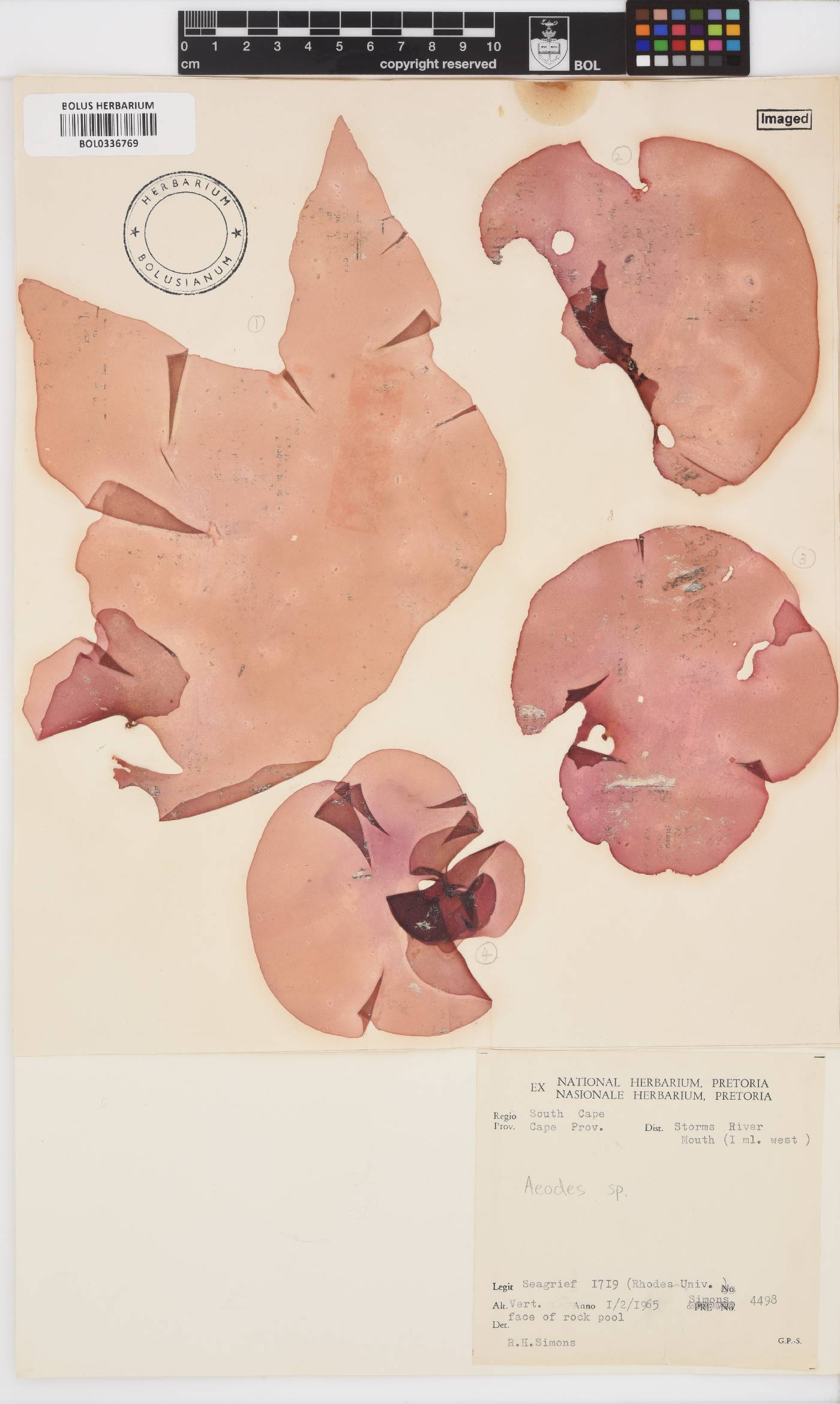 Aeodes image