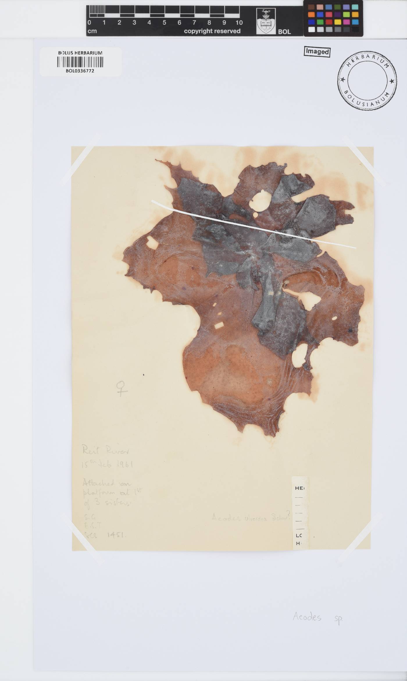 Aeodes image