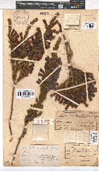 Erica macowanii image