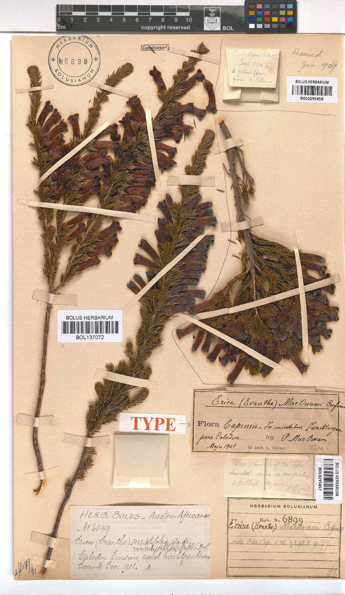Erica macowanii image