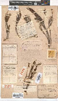 Erica vanheurckii image