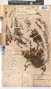 Erica vanheurckii image