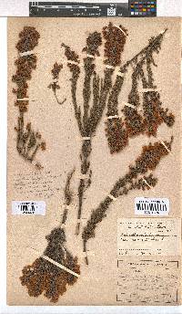 Erica elimensis image