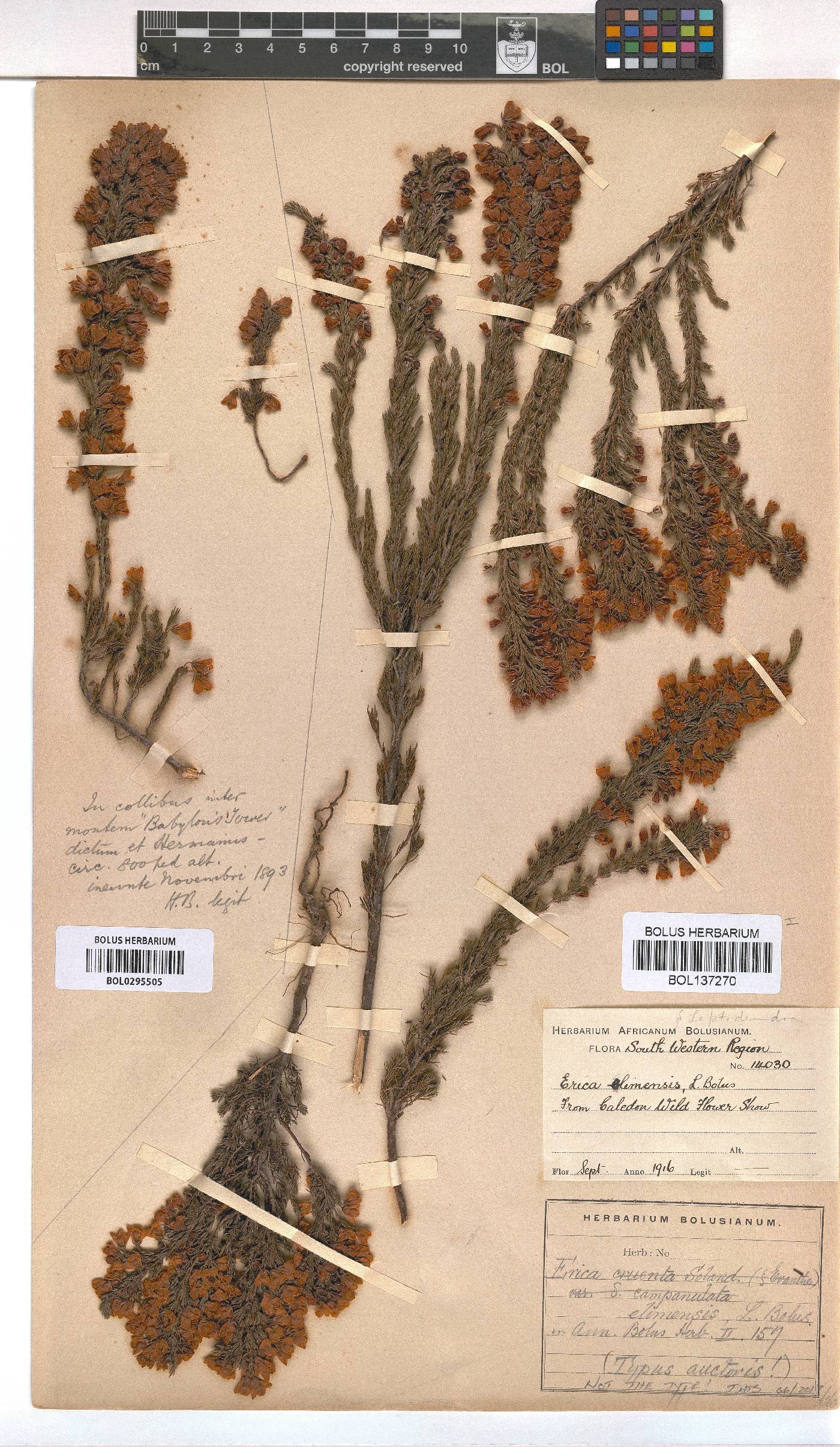 Erica elimensis image