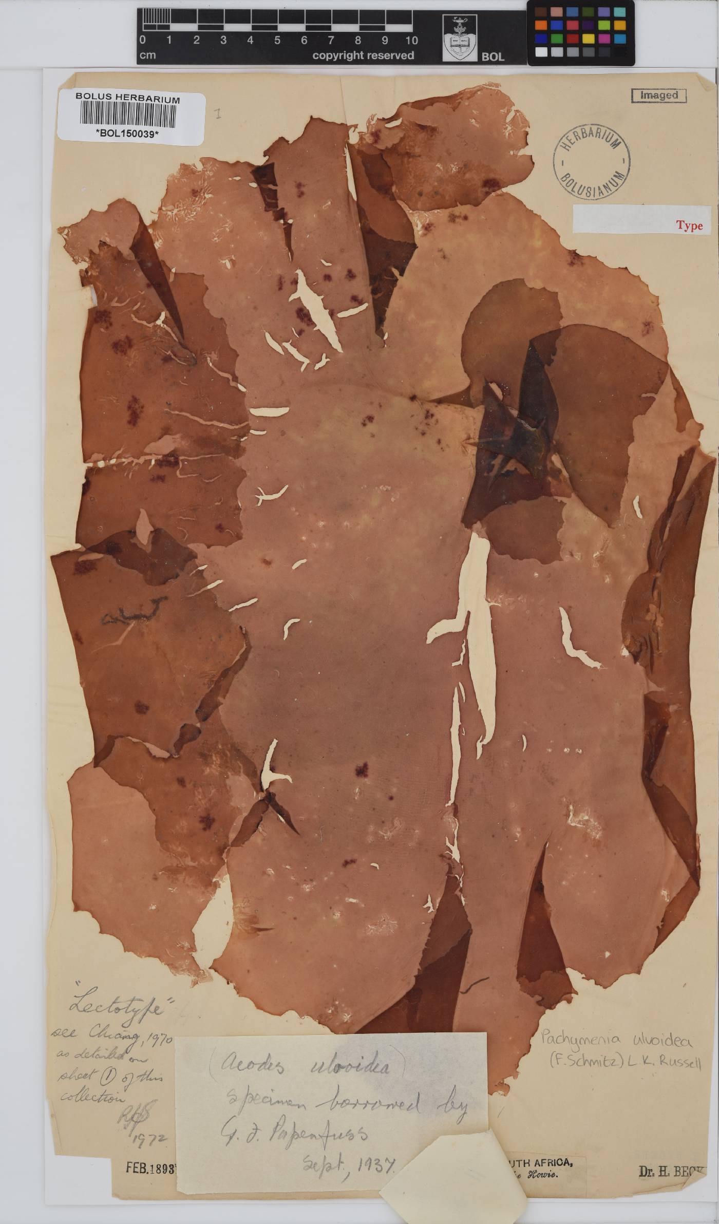 Pachymenia ulvoidea image