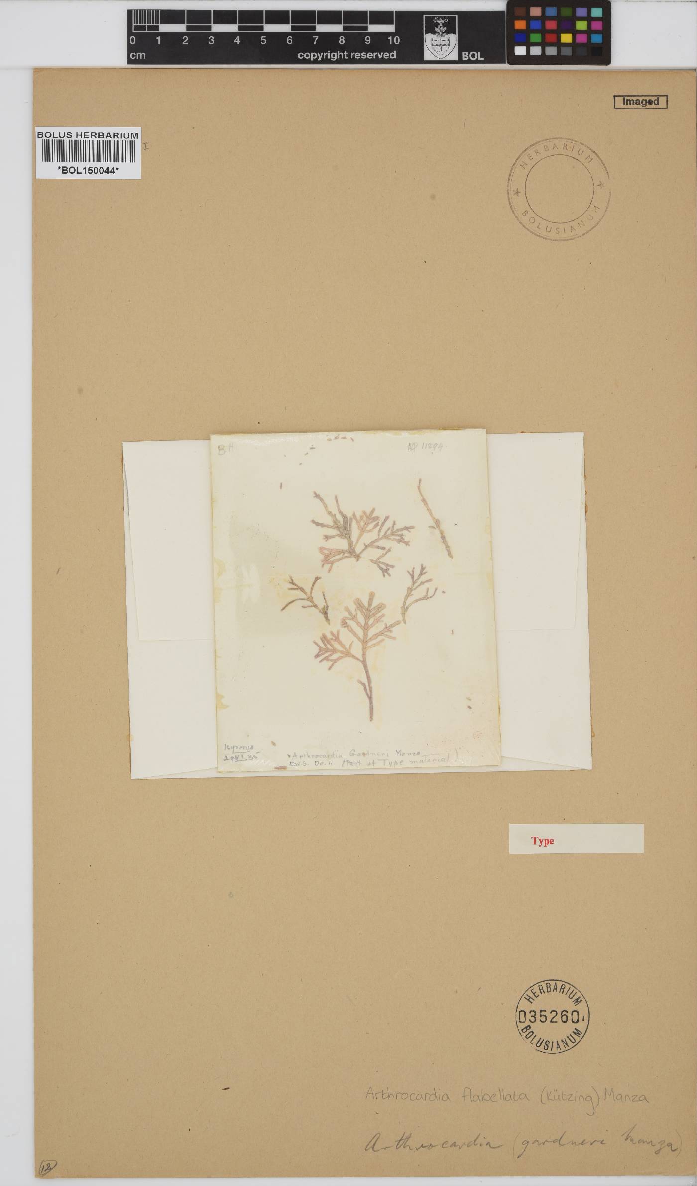 Arthrocardia flabellata image