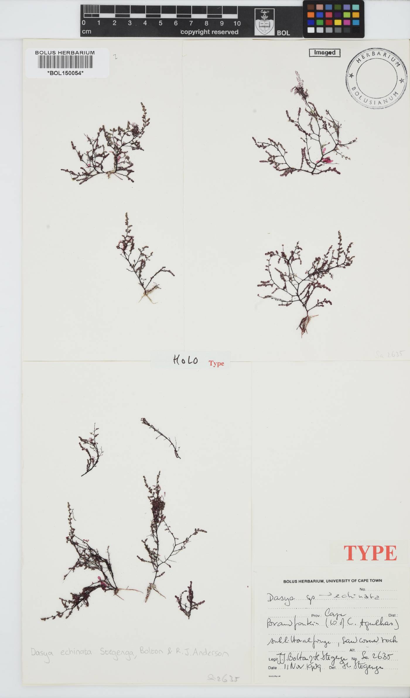 Dasya echinata image