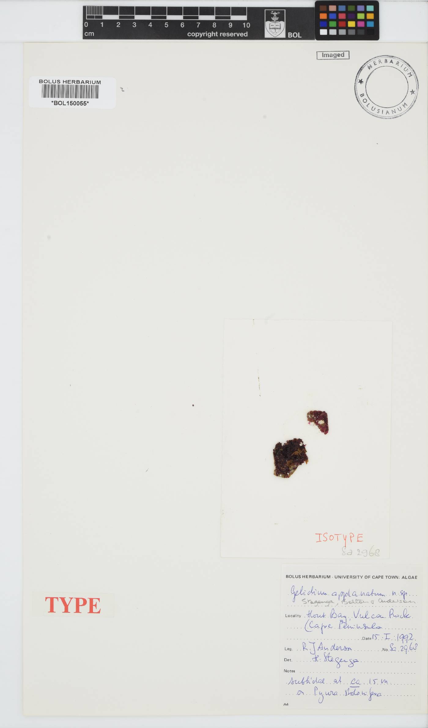 Gelidium applanatum image