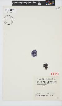 Griffithsia confervoides image