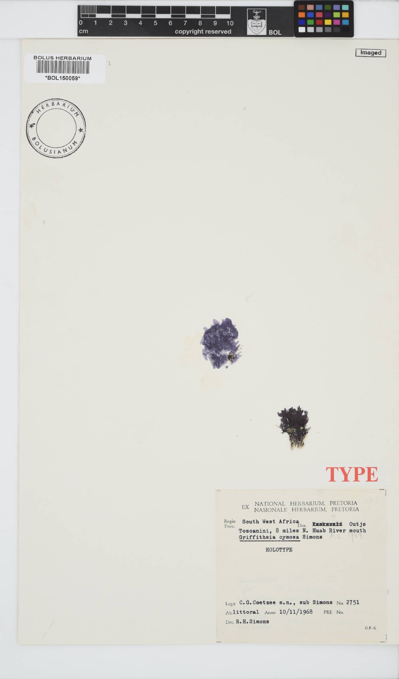 Griffithsia confervoides image