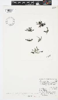 Laurencia griseaviolacea image