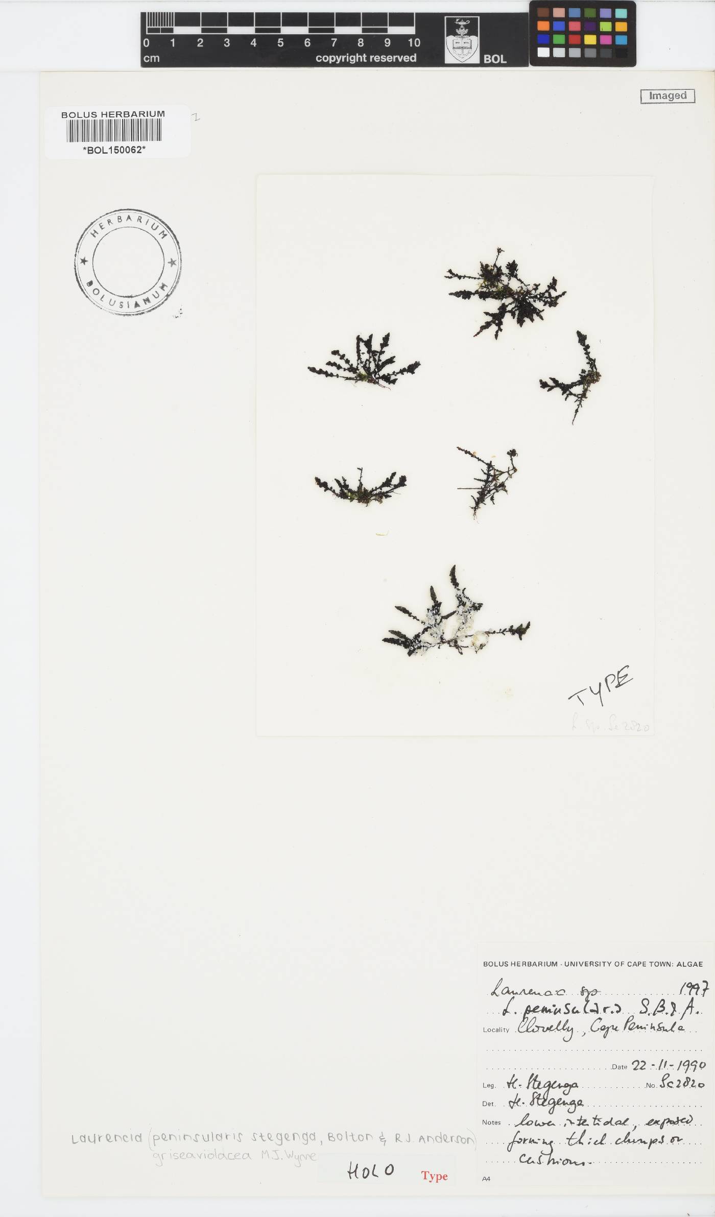 Laurencia griseaviolacea image