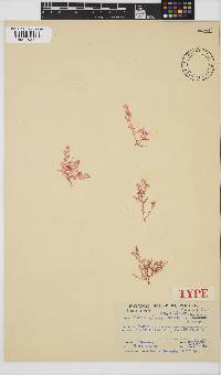 Plocamium beckeri image