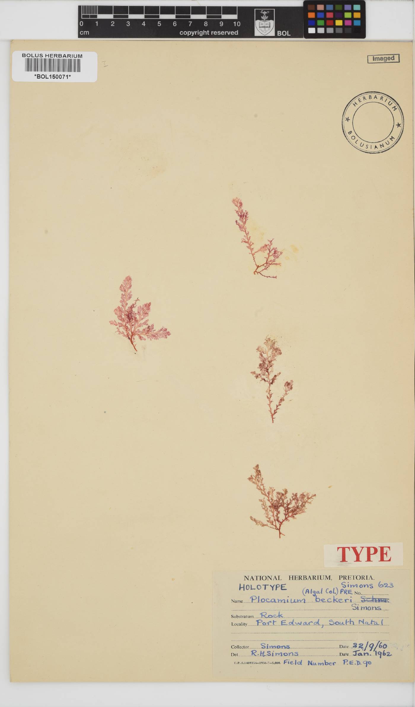 Plocamium beckeri image