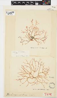 Rhabdonia natalensis image