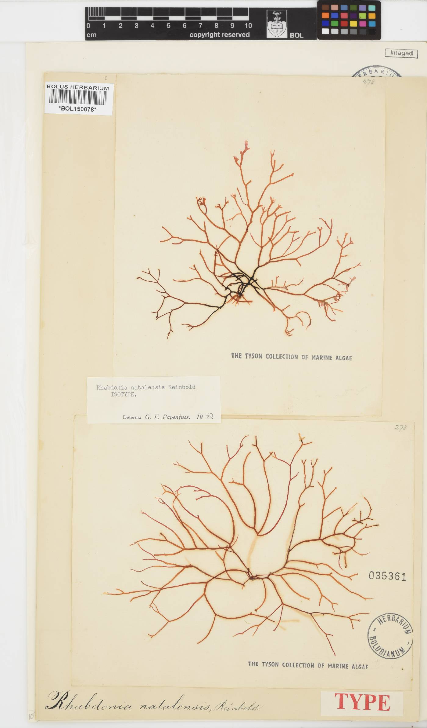 Rhabdonia image
