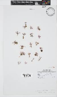 Laurencia dichotoma image