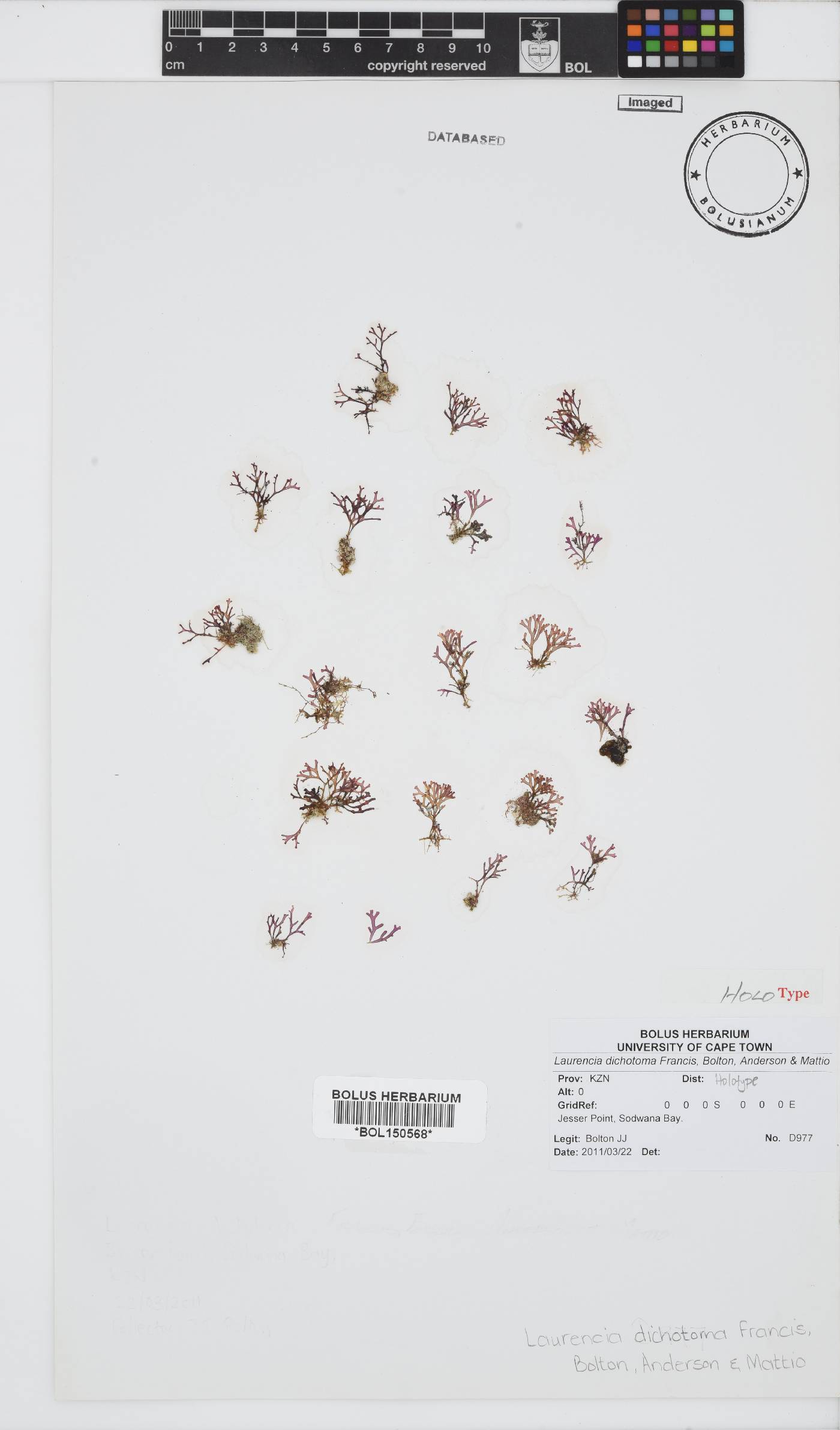 Laurencia dichotoma image