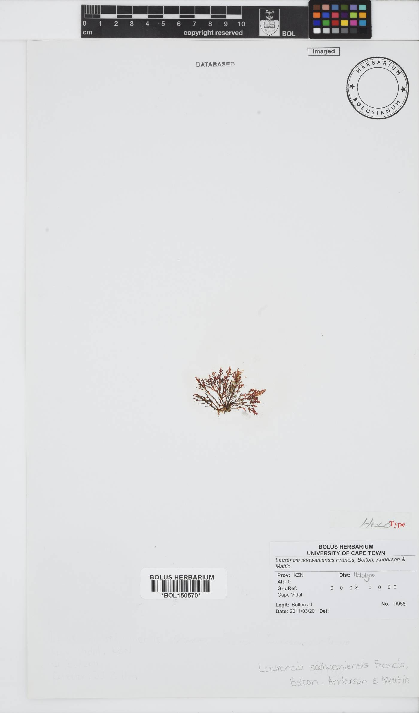 Laurencia sodwaniensis image