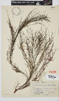 Carpomitra longicarpa image