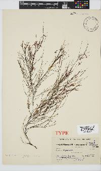Carpomitra longicarpa image