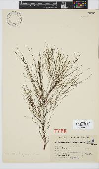 Carpomitra longicarpa image