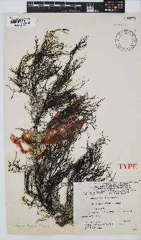 Cystophora fibrosa image
