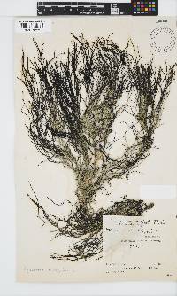 Cystophora fibrosa image