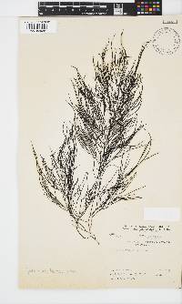Cystophora fibrosa image