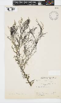 Cystophora fibrosa image