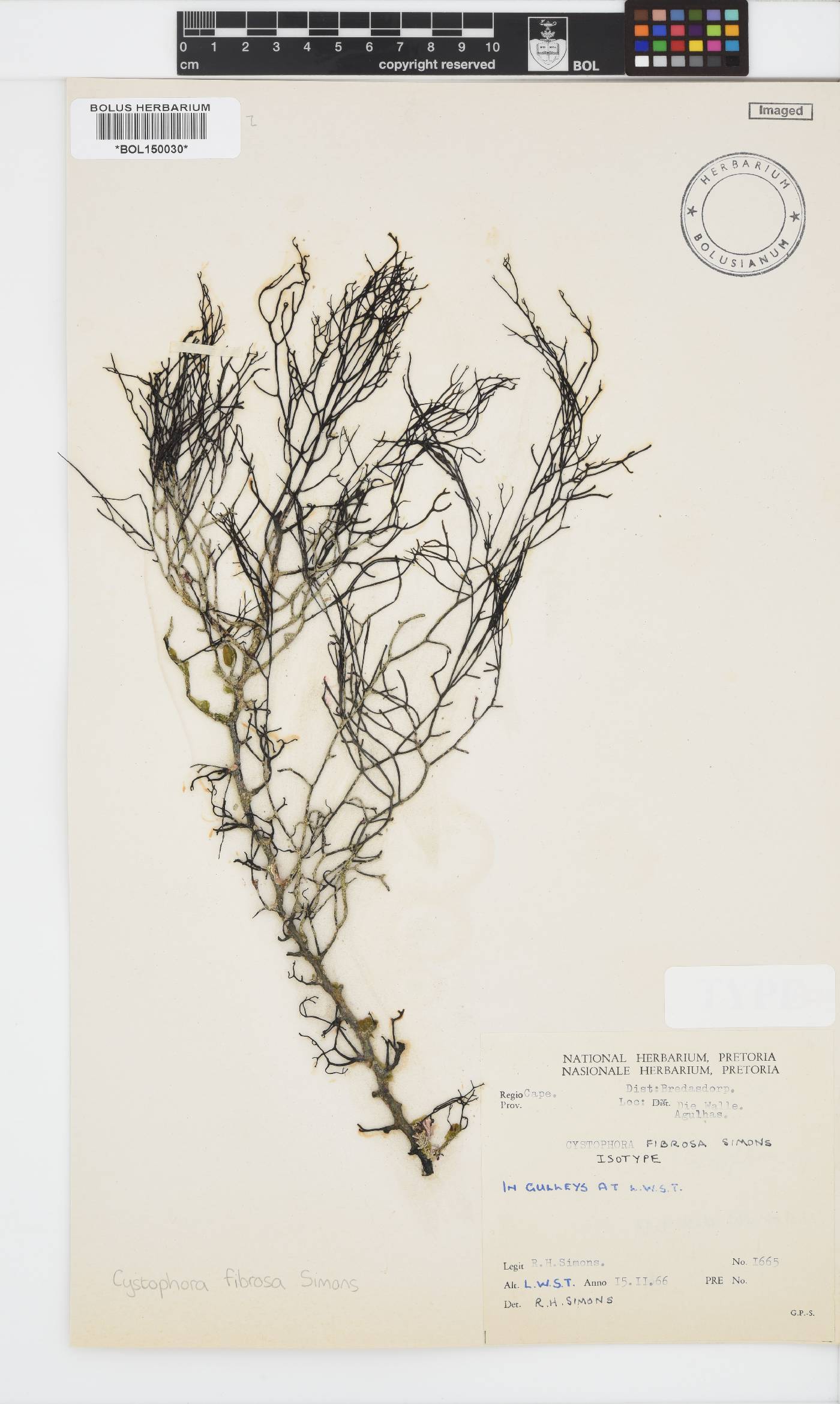 Cystophora fibrosa image
