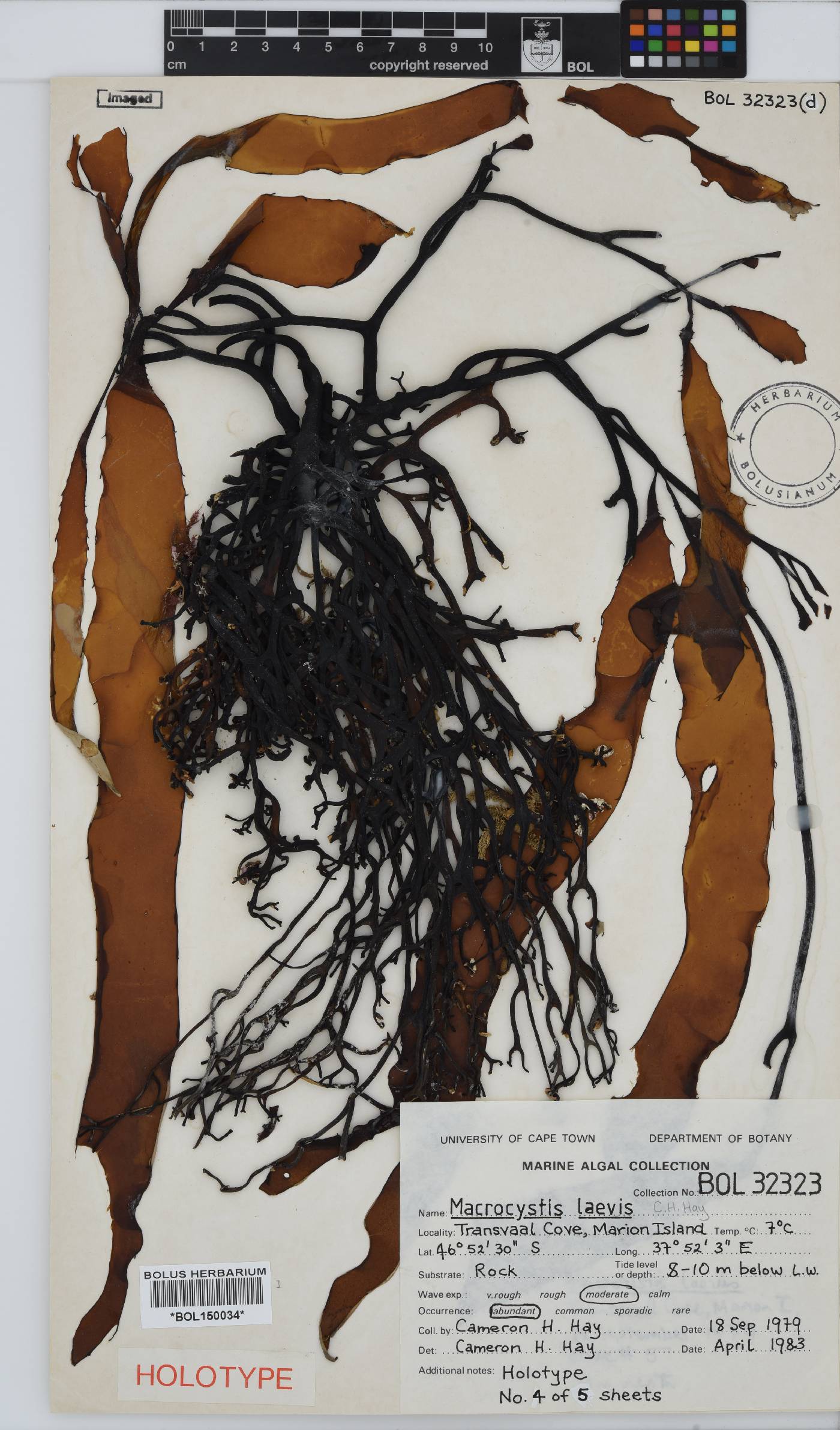 Macrocystis laevis image