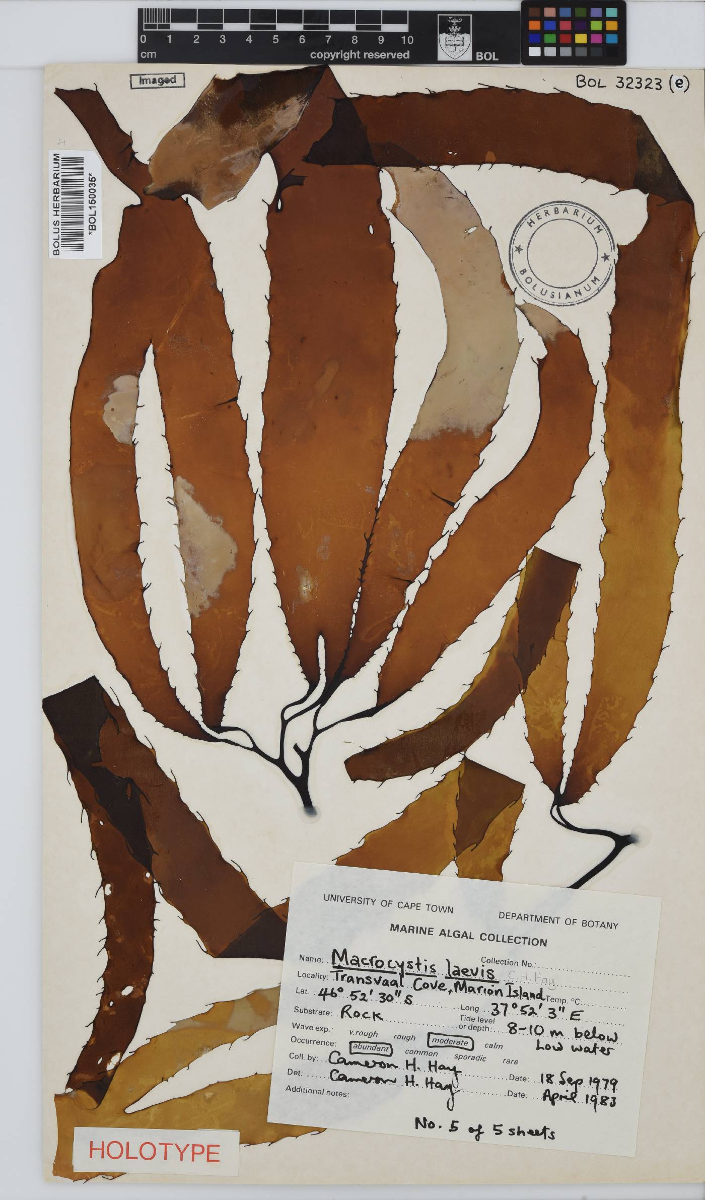 Macrocystis laevis image
