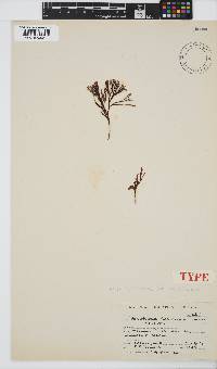 Image of Lobophora dichotoma