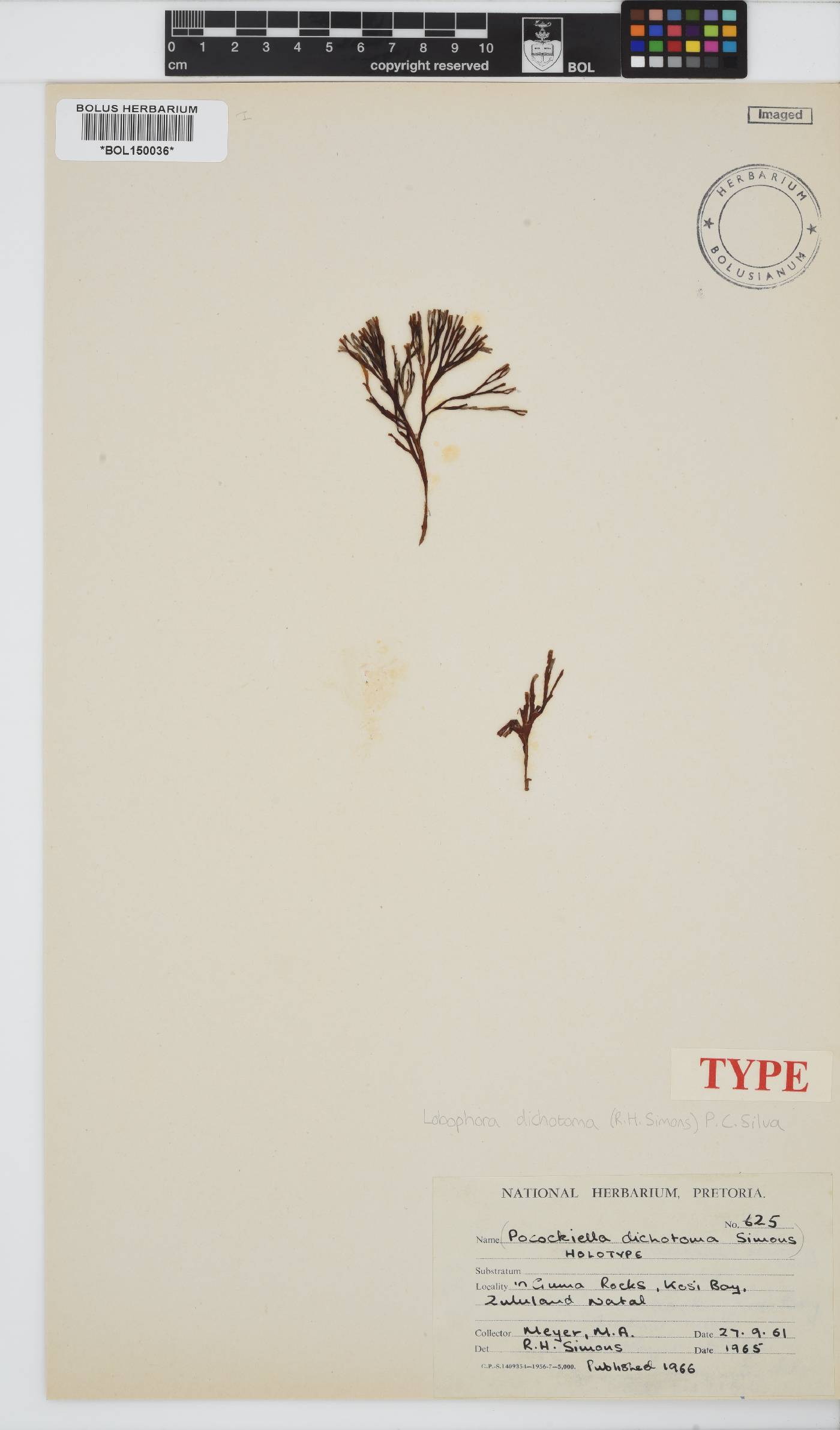 Lobophora dichotoma image