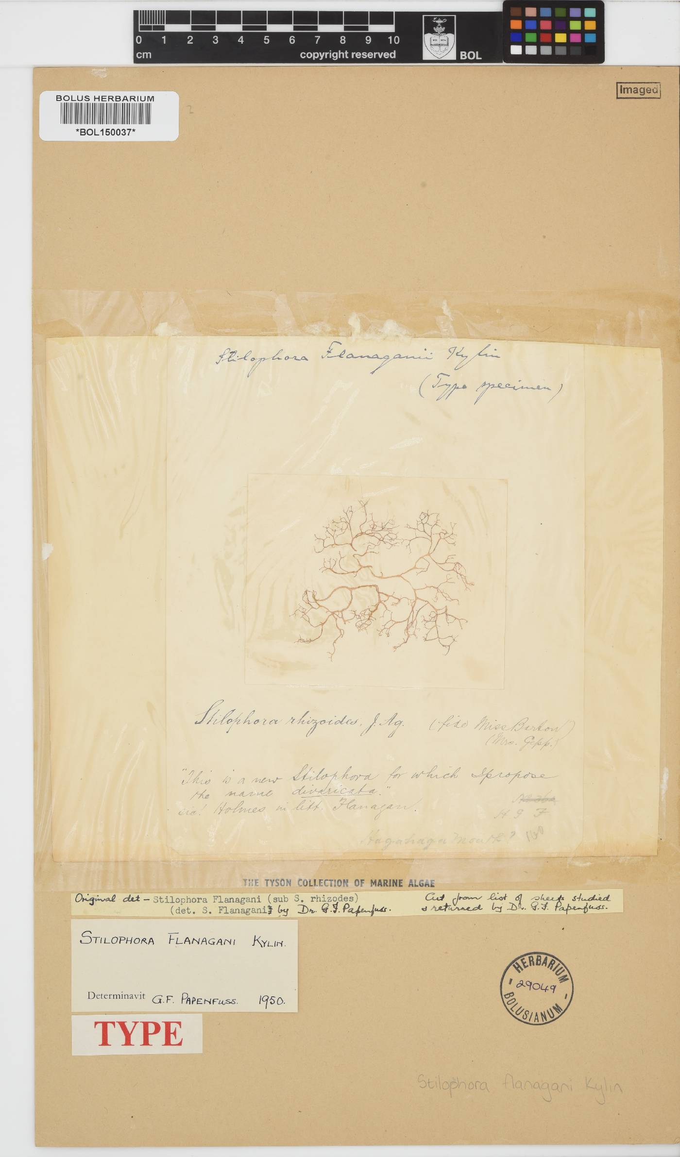 Stilophora flanaganii image