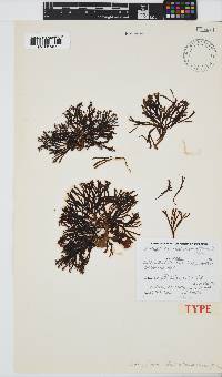 Lobophora dichotoma image