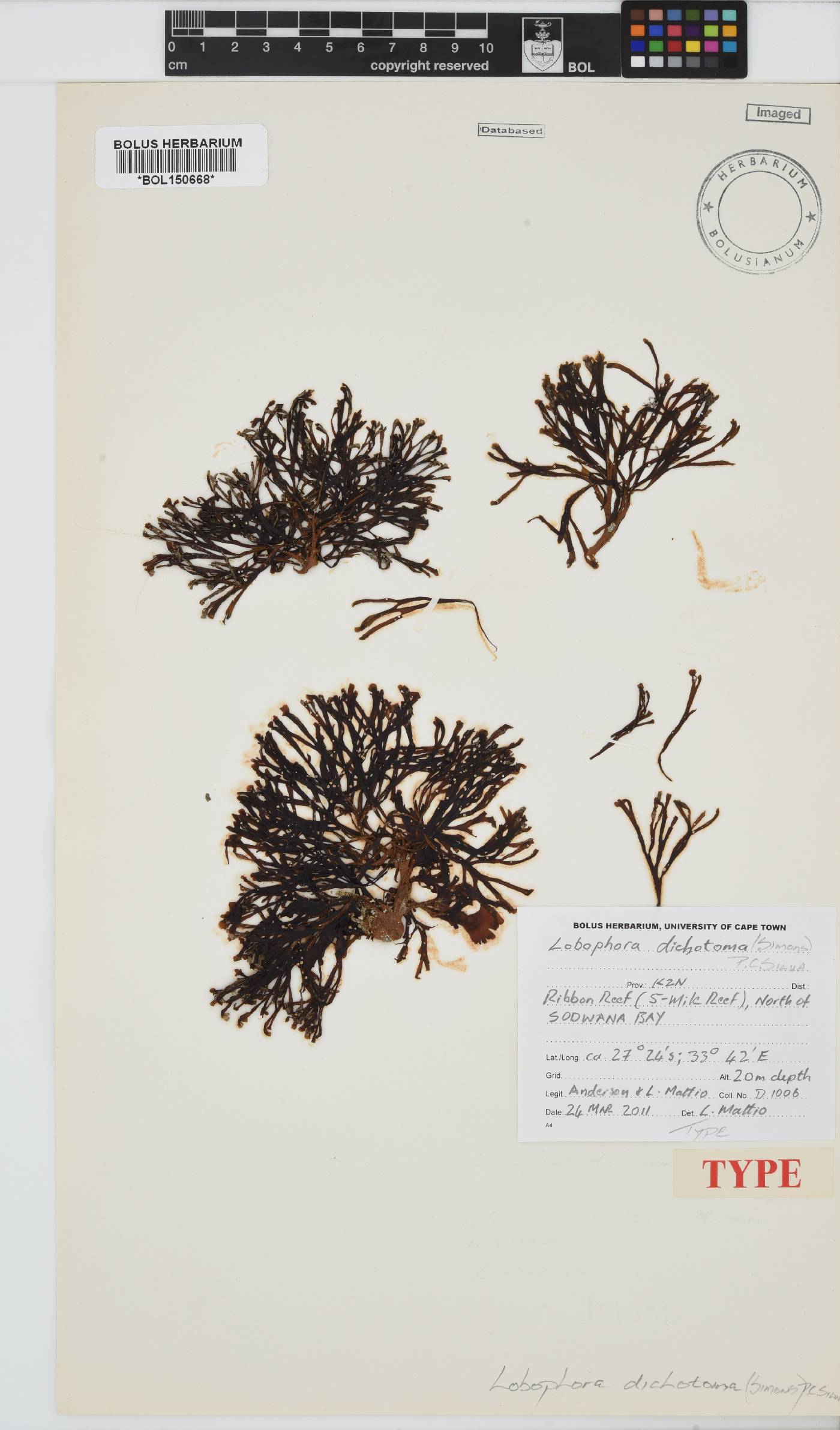 Lobophora dichotoma image