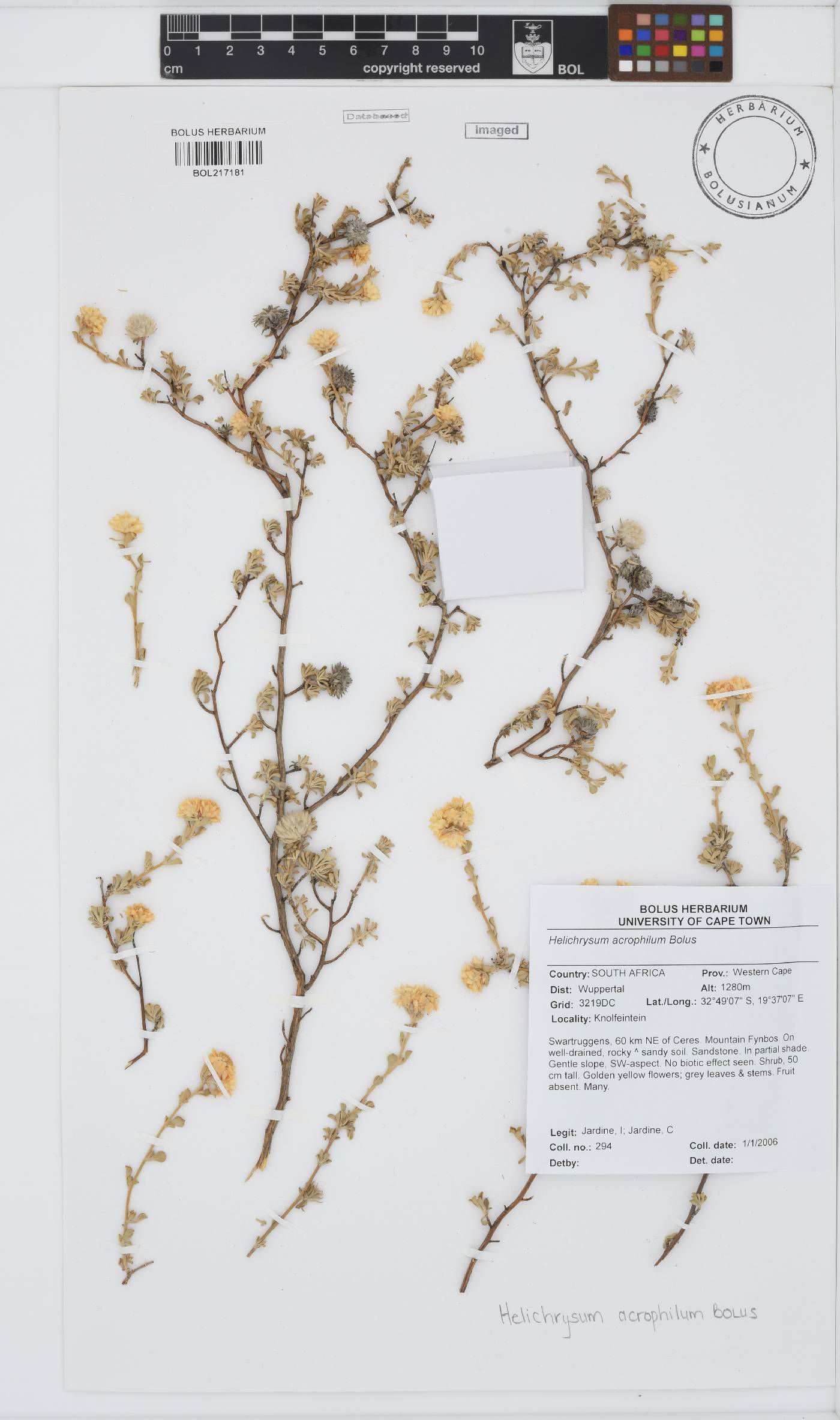 Helichrysum acrophilum image