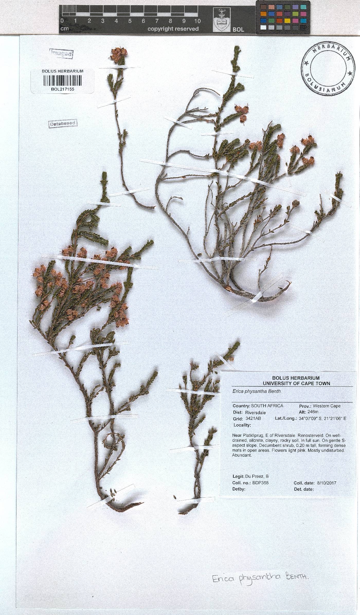 Erica physantha image