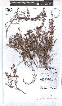 Erica permutata image