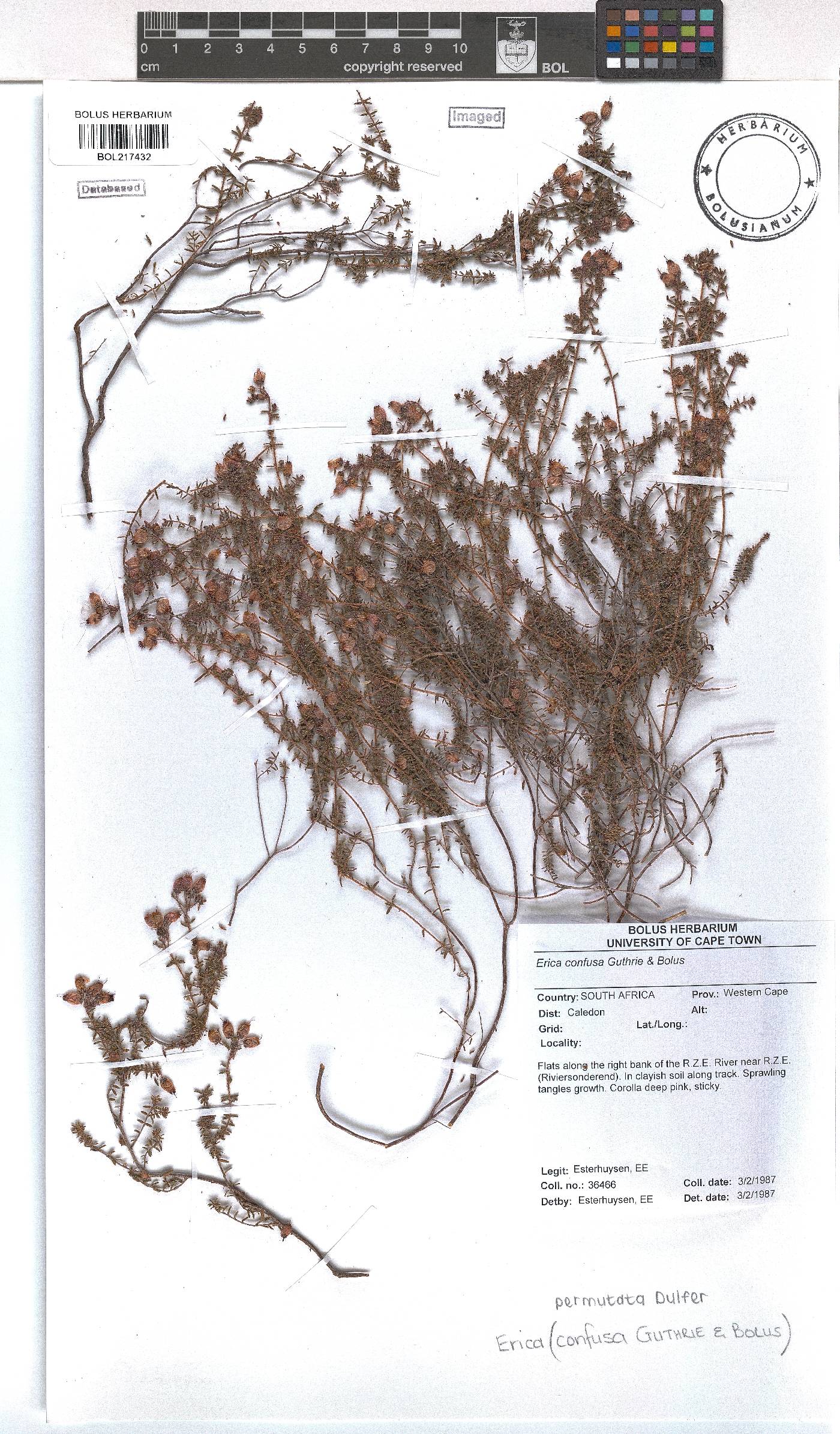 Erica permutata image