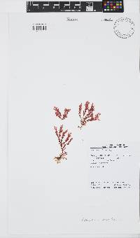 Plocamium suhrii image