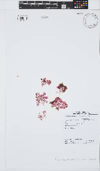 Plocamium beckeri image