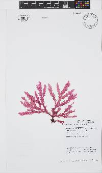 Plocamium robertiae image