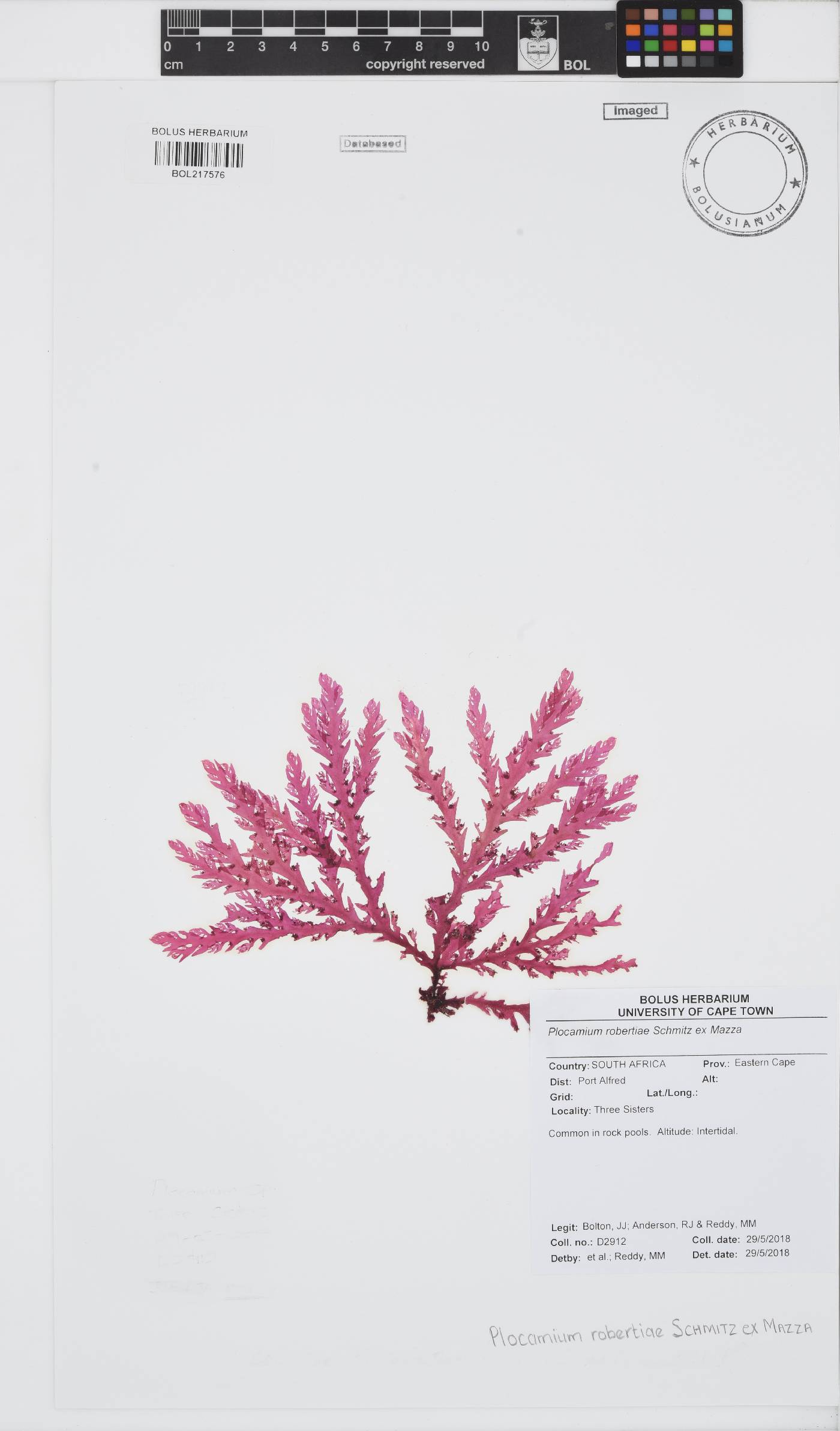 Plocamium robertiae image