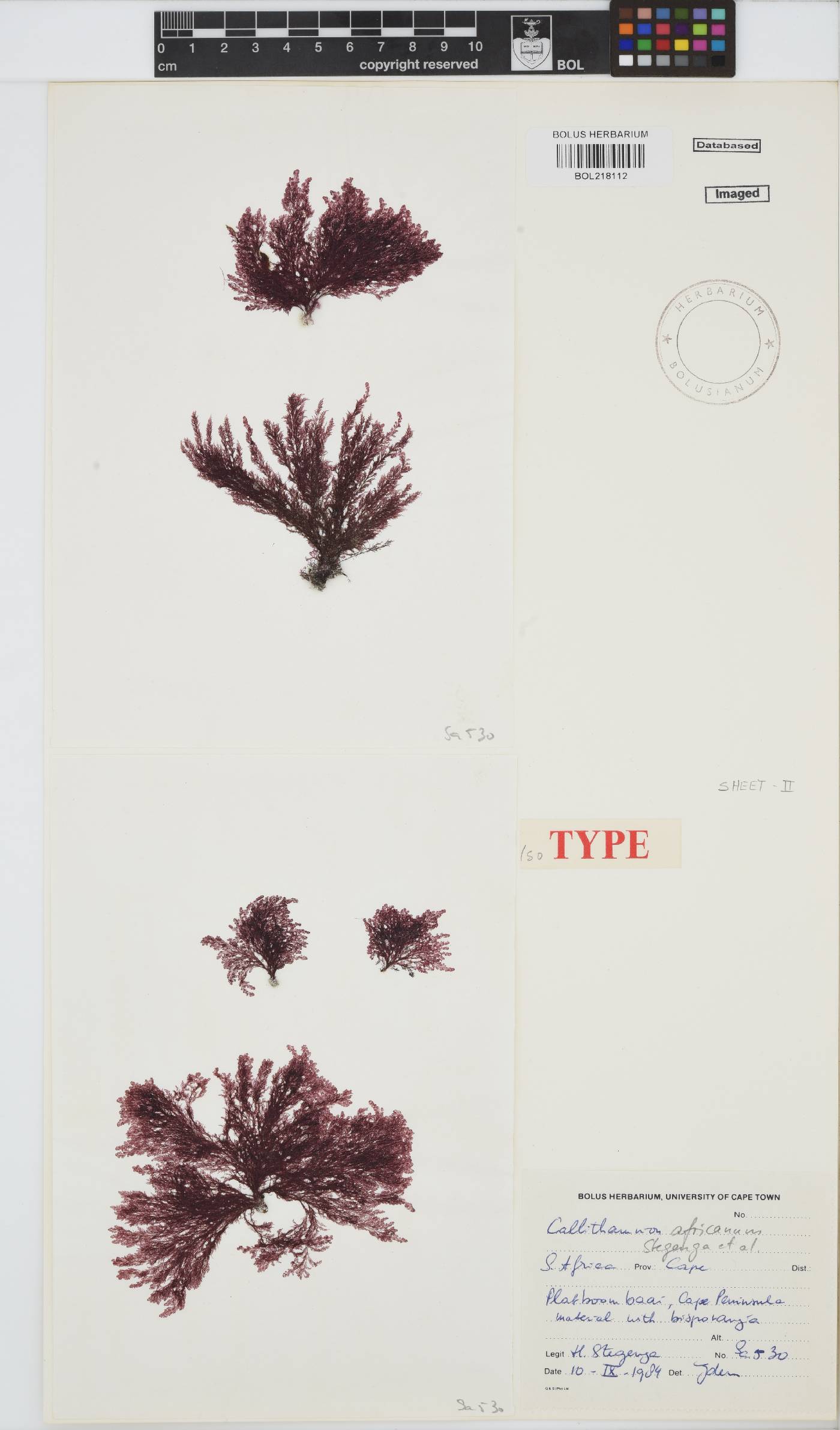 Callithamnion africanum image