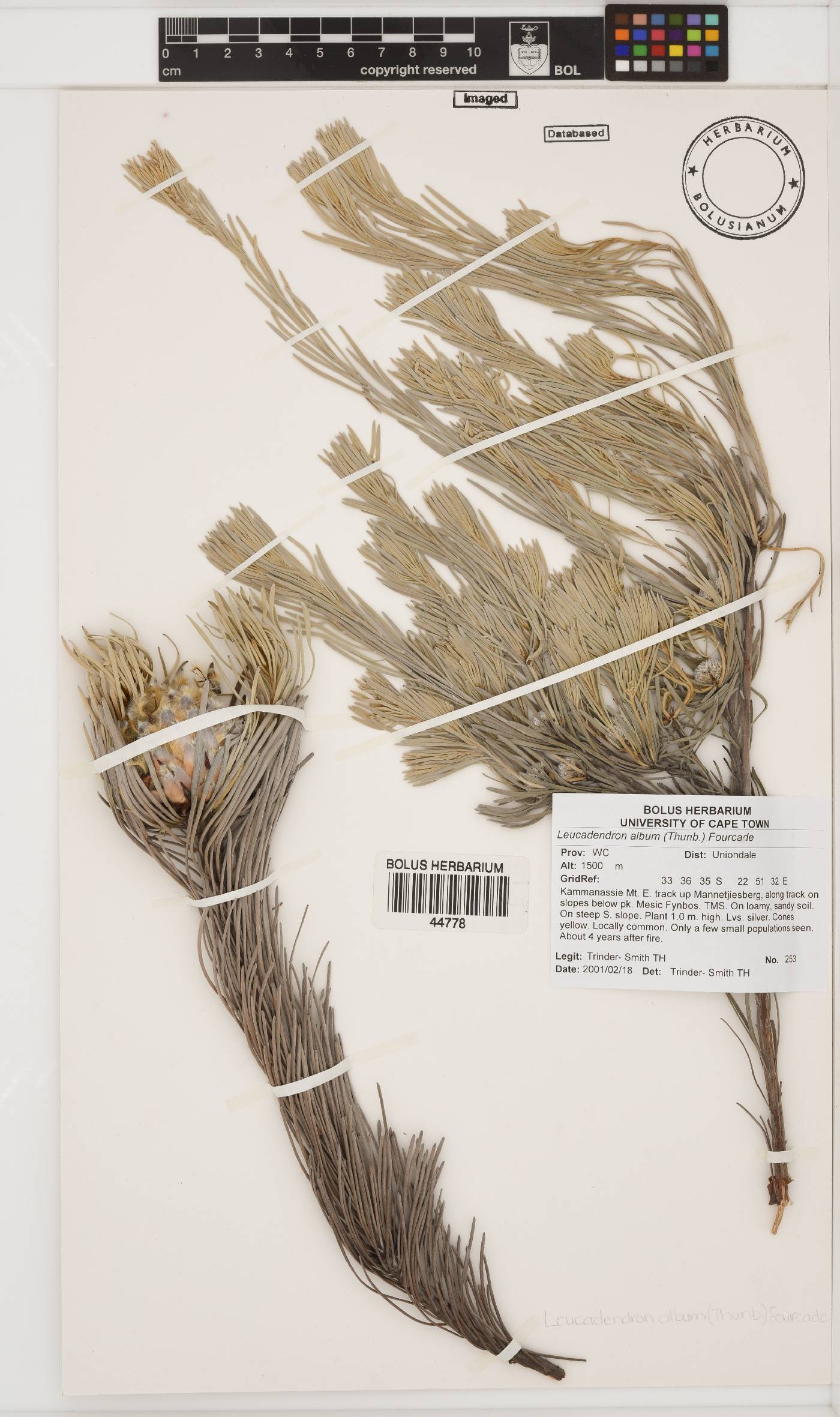 Leucadendron album image