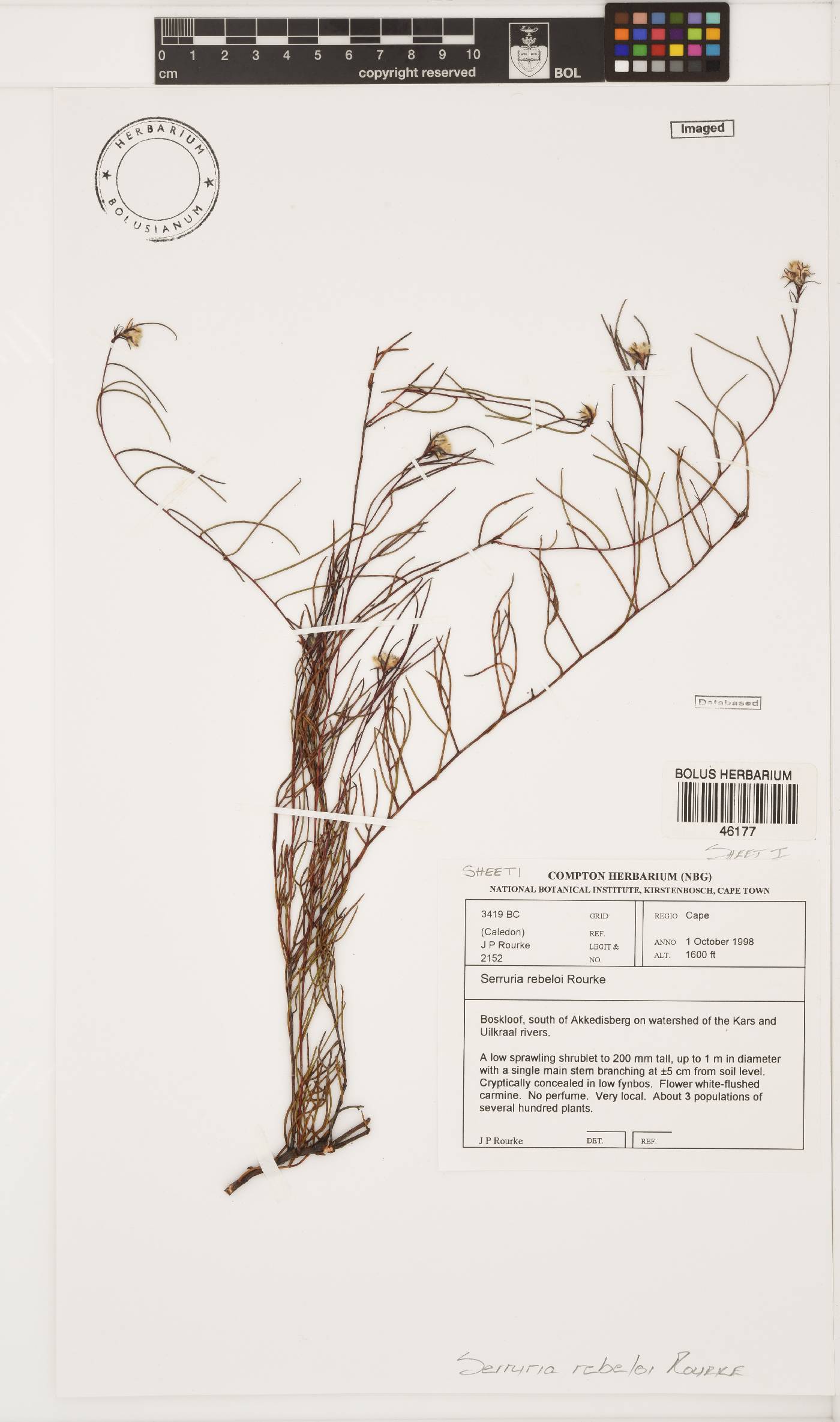 Serruria rebeloi image