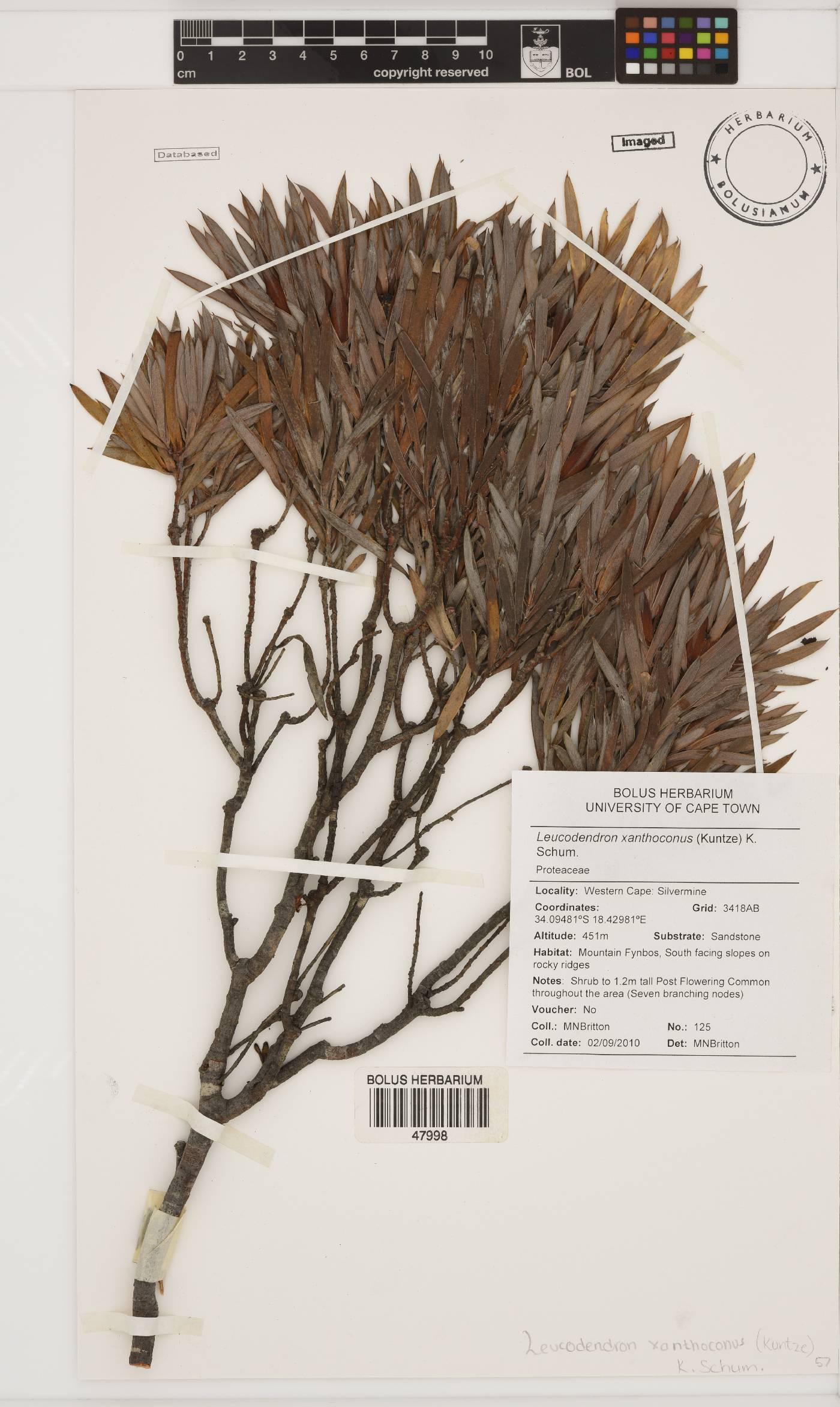 Leucadendron xanthoconus image